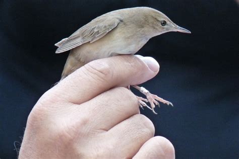 iwc waterbird census